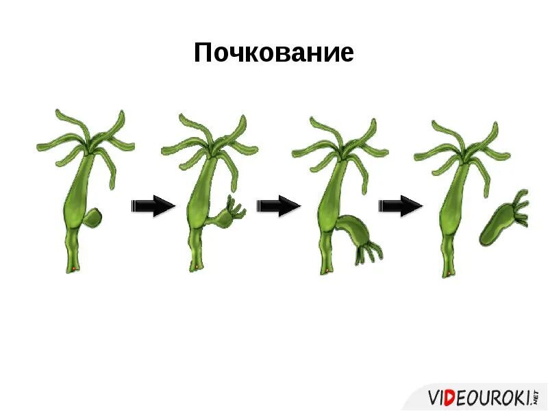 Тип кишечнополостные бесполое размножение. Размножение гидры почкование. кишечнополостные гидра почкование. кишечнополостные гидра размножение. бесполое размножение растений почкование.