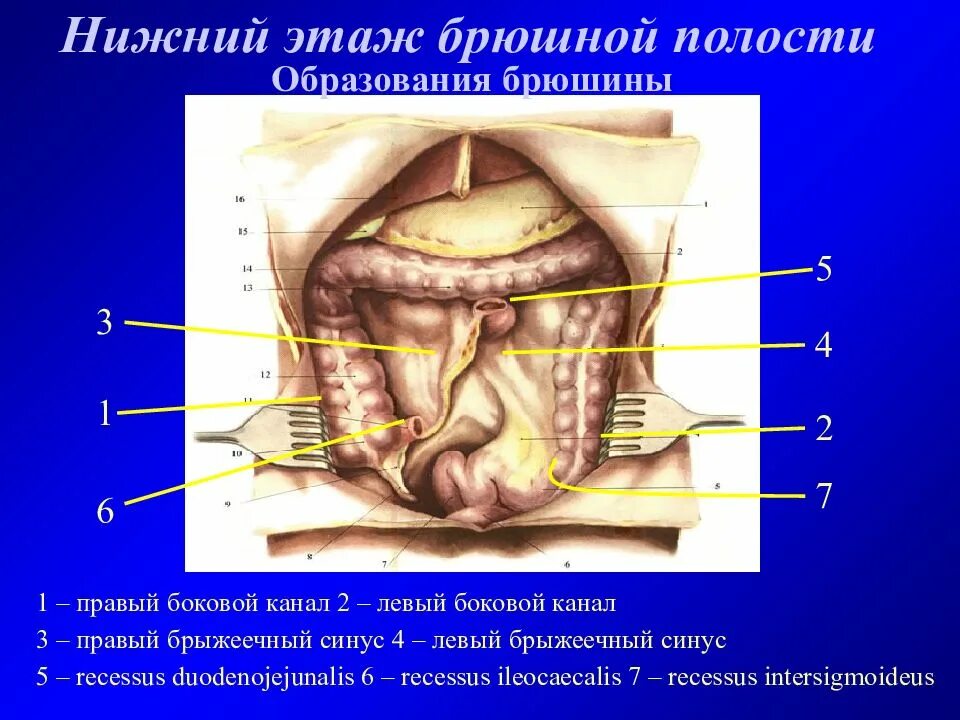 Верхние и нижние каналы. Нижний этаж брюшной полости топографическая анатомия. Этажи полости брюшины анатомия. Нижний этаж брюшины топографическая анатомия. Органы Нижнего этажа брюшинной полости.