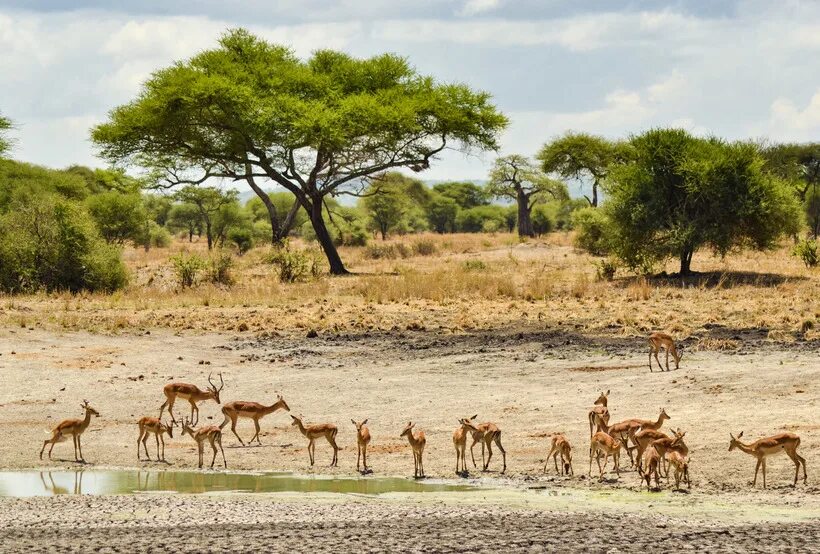 Проект национального парка танзании. Серенгети Танзания заповедник. Серенгети национальный парк рельеф.