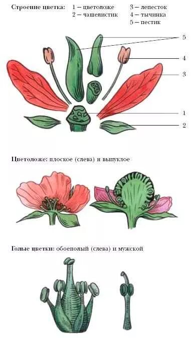 Цветок " Біологія