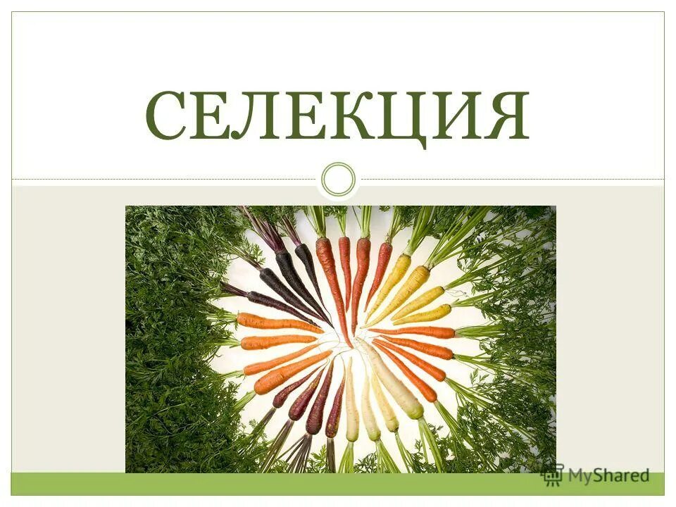 задачи по селекции. биология система наук 5 класс. значение селекции. биология система наук о живой природе 5 класс. методы клеточной биотехнологии в селекции растений.