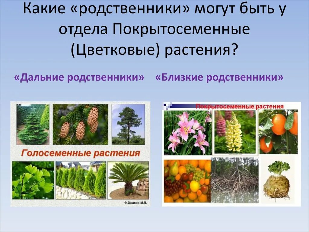 Покрытосеменные растения относятся к высшим. Отделы растений Голосеменные и Покрытосеменные. Голосеменные и Покрытосеменные растения примеры. Представители голосеменных и покрытосеменных растений. Примеры покрытосеменных и голо.