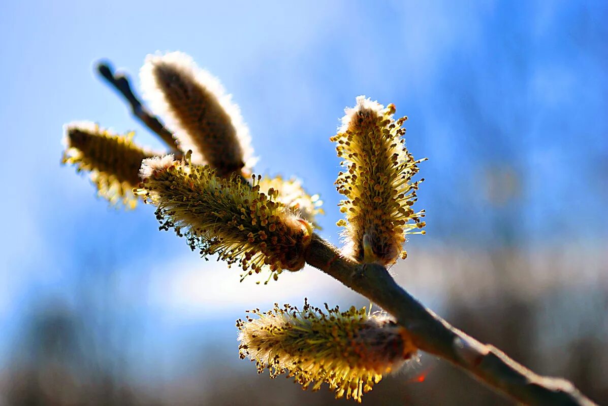верба и ольха дерево. ольха и верба. верба ольха ива. рожь опыление. верба семейство ивовых.