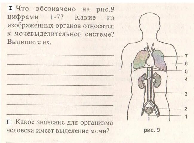 Карточки биология 8 класс. Выделительная система биология 8 класс. Выделительная система почки 8 класс. Выделительная система человека 8 класс биология тест. Органы выделения человека схема.