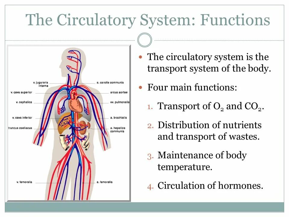 Circulatory system. Circulatory system functions. what is the circulatory system?. human circulatory system.