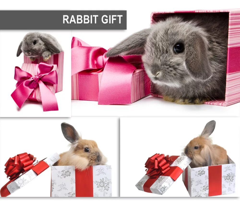 Новогодний кролик с подарком. Подарок подарок для кролика. Новогодние подарки год кролика. Сувенир новогодний кролик. 24 год год кролика