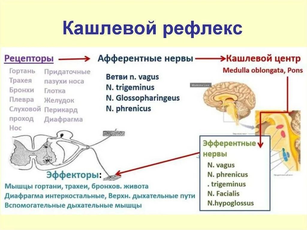 Почему пропадают рефлексы. Кашлевой рефлекс соматический. Рефлекторная дуга кашля схема. Кашлевой рефлекс схема. Кашлевой рефлекс физиология.