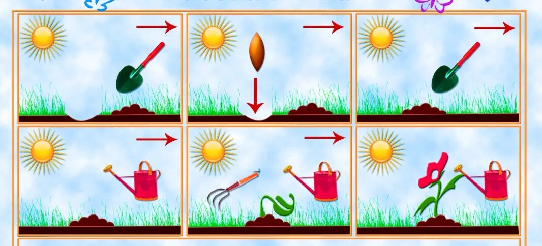 Алгоритм посадки растений. Алгоритм посадки растения для детей. Алгоритм посадки цветов. Алгоритм посадки растений для дошкольников.