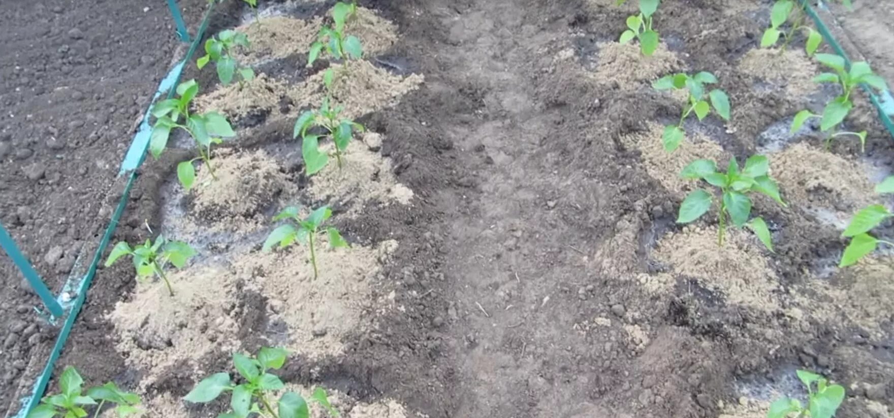 Можно сажать перец по два в лунку. Посадка перца в открытом грунте. Высадка перца в открытый грунт. Способы посадки перца в грунт. Варианты посадки перцев в открытый грунт.