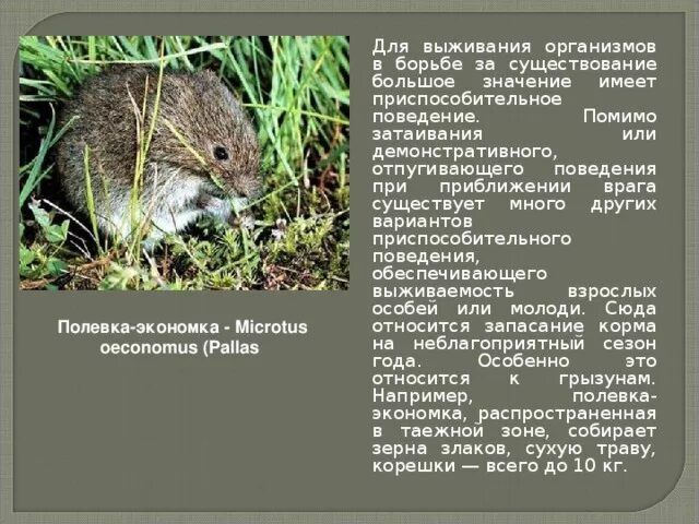 Отпугивающее поведение примеры. Отпугивающее поведение это в биологии. отпугивающее поведения приспособленность. приспособительное поведение это в биологии.