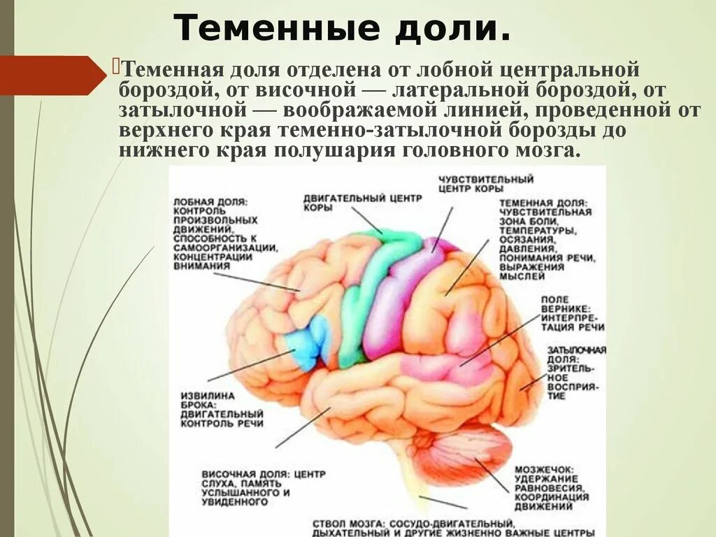 Лобный отдел функция. Теменно-затылочные отделы мозга. Функции теменной доли головного мозга. Строение теменной доли мозга. Функции теменной зоны головного мозга.