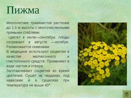 Самое лекарственное растение