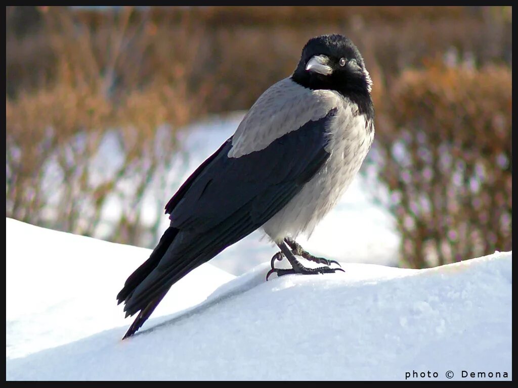 Сорока край родной. Голубая сорока дальний восток. Лесная сорока сойка. Зимующие птицы курского края. Голубые сороки (cyanopica cyana).