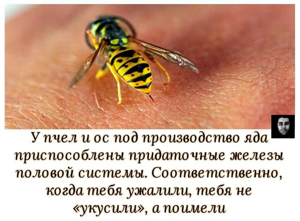 Сонник толкование осы
