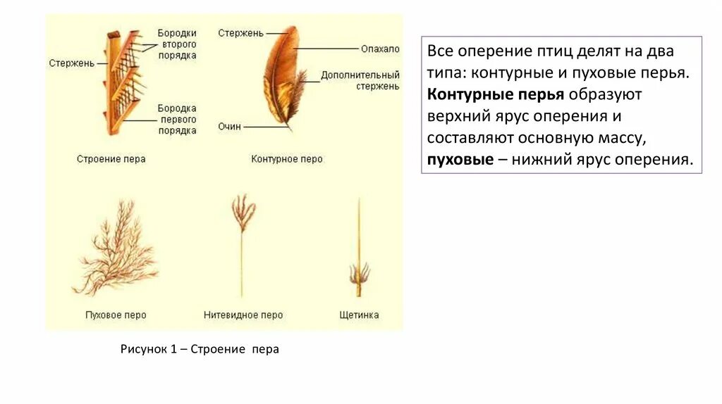 Как растут перья. Пуховое перо и его строение. пуховые перья строение. пуховое перо строение бородки. пуховое перо строение.