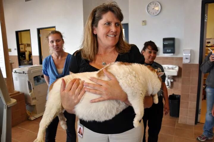 кот 5 кг. вес британского кота. кот 5-6 кг. кот 5 кг. толстый кот на весах.