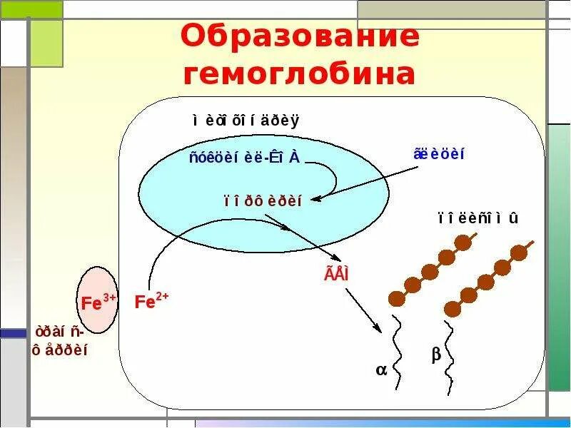 Гемоглобин образуется в результате. Схема образования гемоглобина. Схема формирования гемоглобина. Образование гемоглобина биохимия. Образование гемоглобина схема в организме.