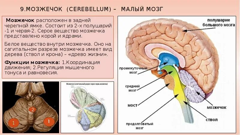 Головной мозг связан со. Мозжечок структуры отделов функции. Строение черепа мозжечок. Мозжечок мозг функции кратко. Функции мозжечка в головном мозге.