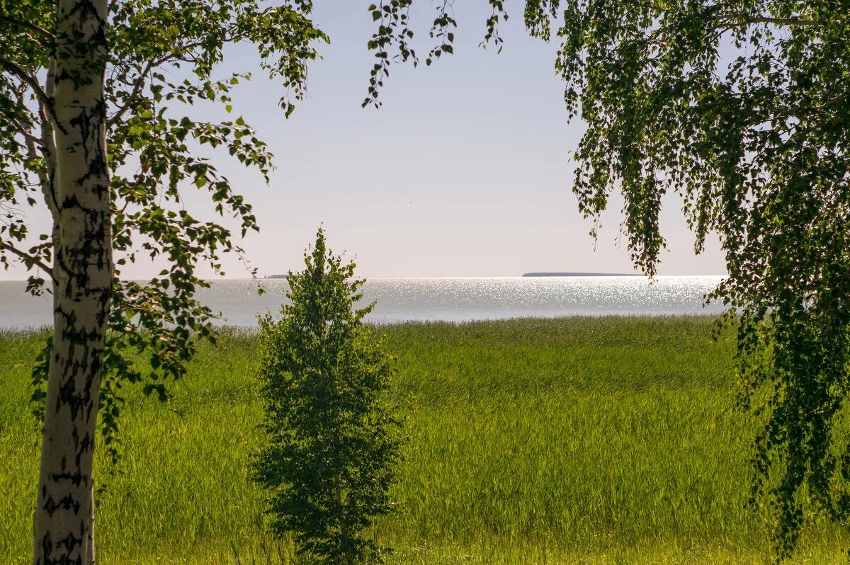 красивая береза. растёт в волгограде берёзка. березы на холме. карельская береза оопт. две березки.