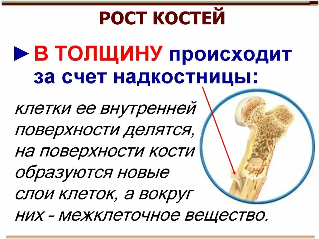 Строение кости и функции ее частей. Какие структуры обеспечивают рост кости. Трубчатая кость человека строение. Рост кости в длину и толщину анатомия. Какие структуры обеспечивают рост кости.