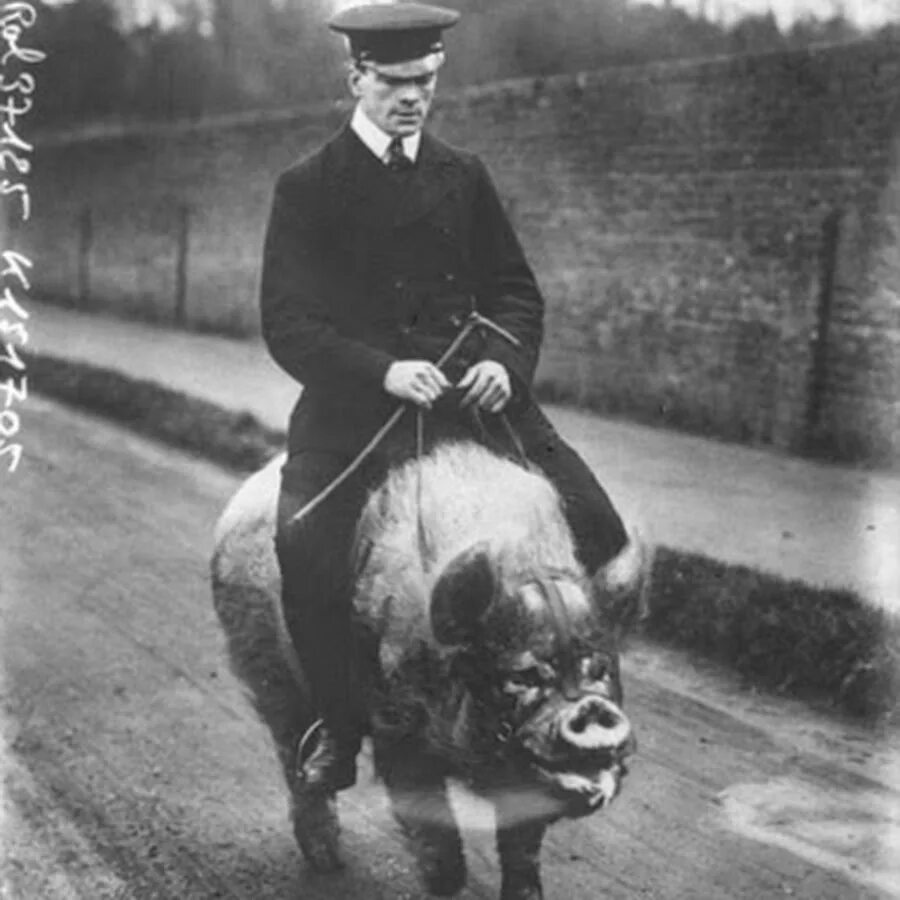 Pig riding. Pig riding