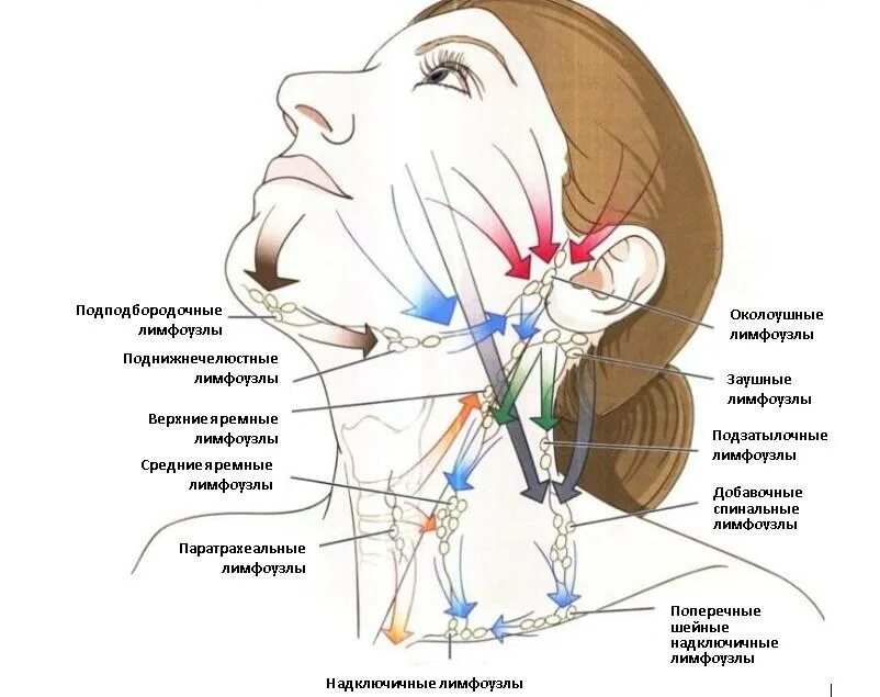 Схема лимфоузлов головы. Лимфатическая система лица и шеи схема циркуляции. Лимфатическая система лица схема движения лимфы. Лимфатическая система головы и шеи схема. Лимфоузла шейные лимфоотток.