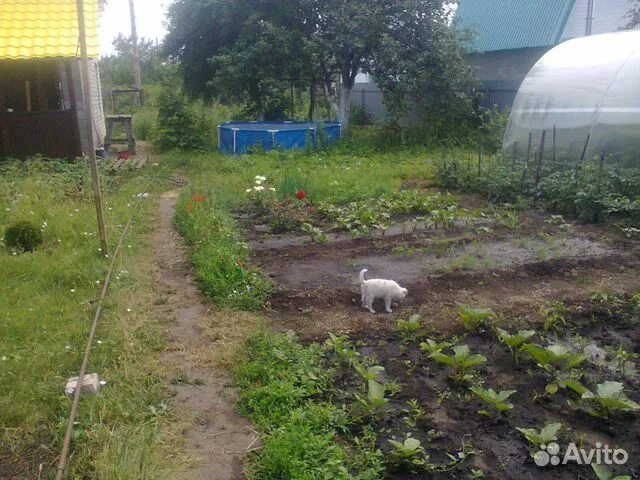 Снт луговое купить. СНТ Луговое Ульяновск. Дачи СНТ Луговой. Дача Луговое Ульяновск Заволжский район.