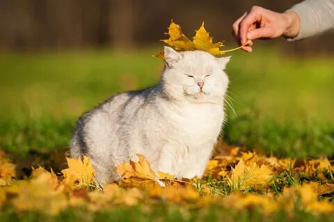 Осенний кот