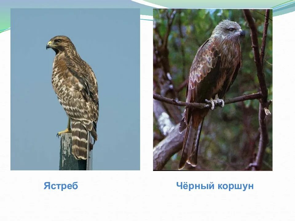 Беркут сокол ястреб коршун. Орел ястреб сокол коршун беркут отличие. Сокол ястреб коршун орел отличия. Орел ястреб сокол коршун беркут отличие. Орел ястреб сокол коршун беркут.