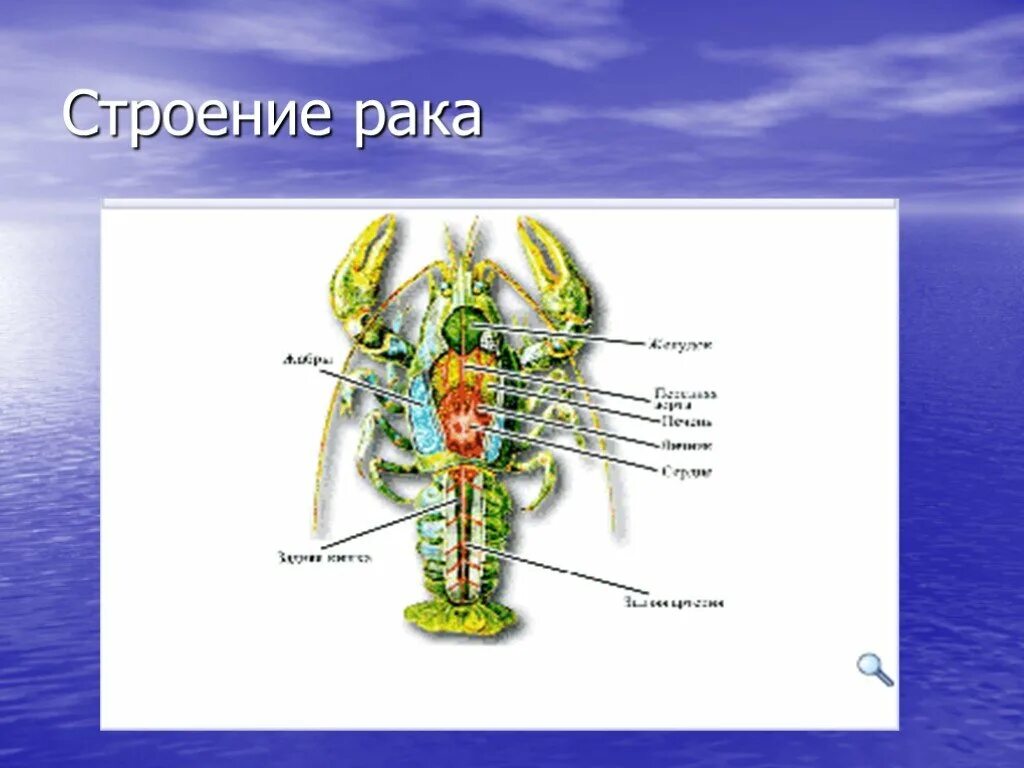 Рак биология строение. Строение рачка 7 класс. ракообразные рисунок якласс. органы речного рка якласс картинка.