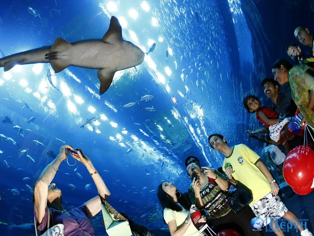 Океанариум Абу Даби. Дубайский океанариум в Дубай молле. Дубай Молл аквариум. ОАЭ Шарджа океанариум.