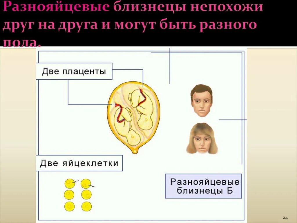 Однояйцевые близнецы пол. Разнояйцевые. Разнояйцевая двойня. Однояйцевые и разнояйцевые Близнецы биология. Разнояйцевые Близнецы могут быть разного пола?.