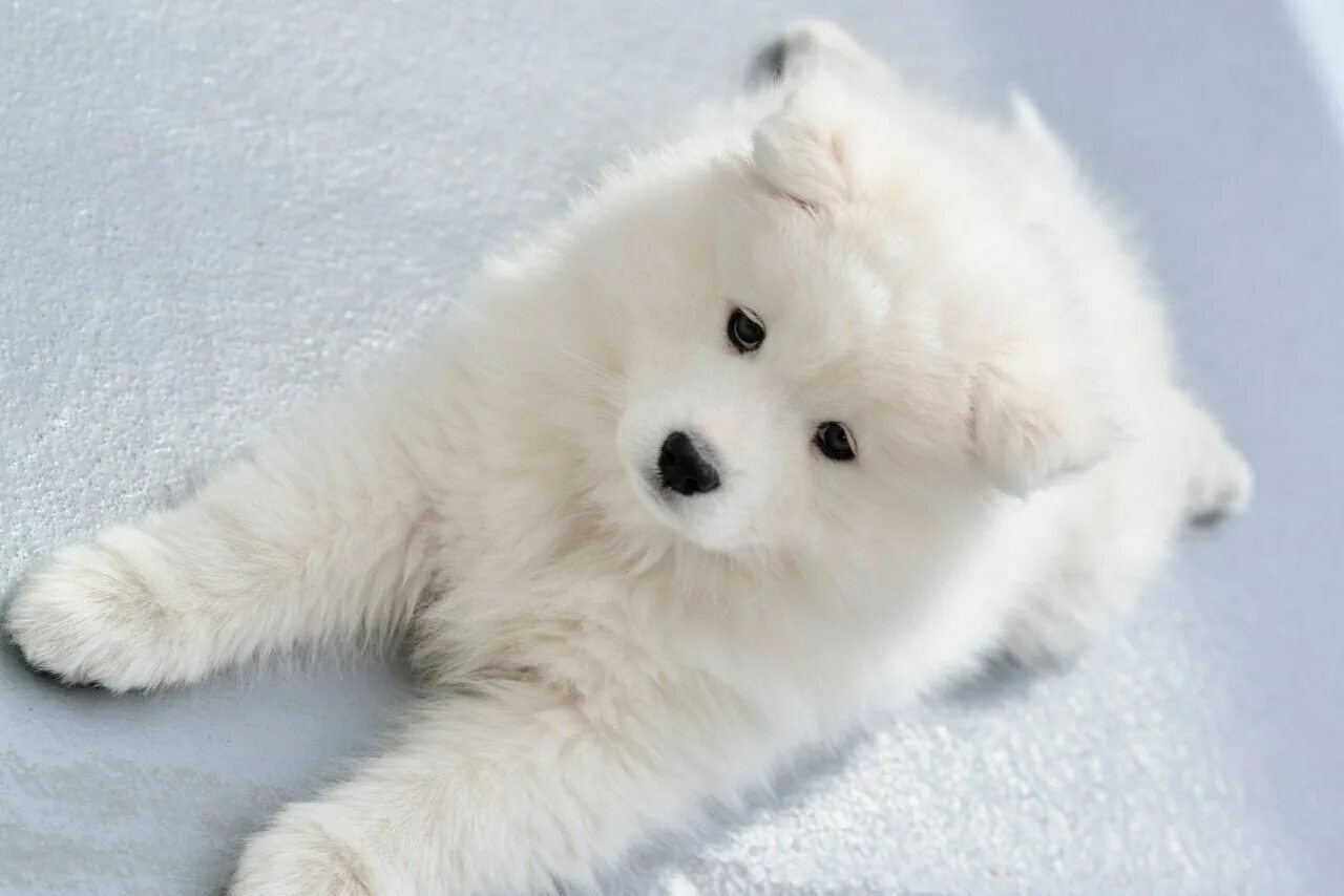 лайка самоед. самоедские щенки. самоедская лайка (самоед). самоедская лайка щенки. самоед собака щенок.