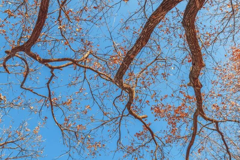 Out of branches