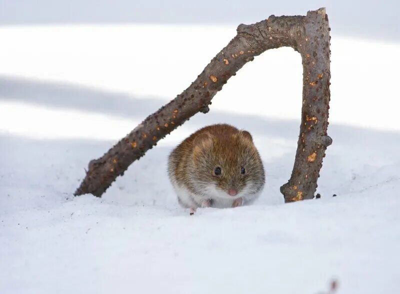 Полевка зимой. Снеговая полёвка. Полевая мышь зимой. Грызуны зимой. Полевая мышь зимой.