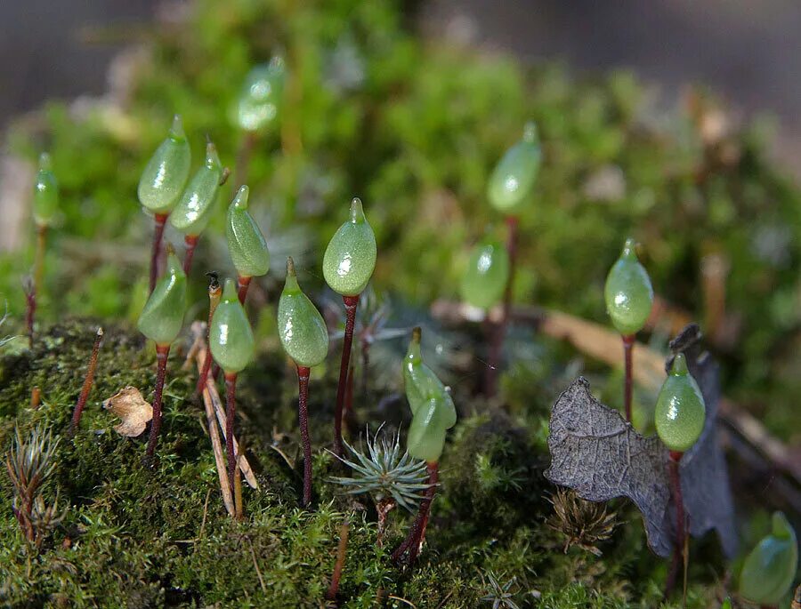 спорофит мха гаметофит мха. сфагнум. спорофит сфагнума. мох буксбаумия зеленая. жизненный цикл мха кукушкин лен.