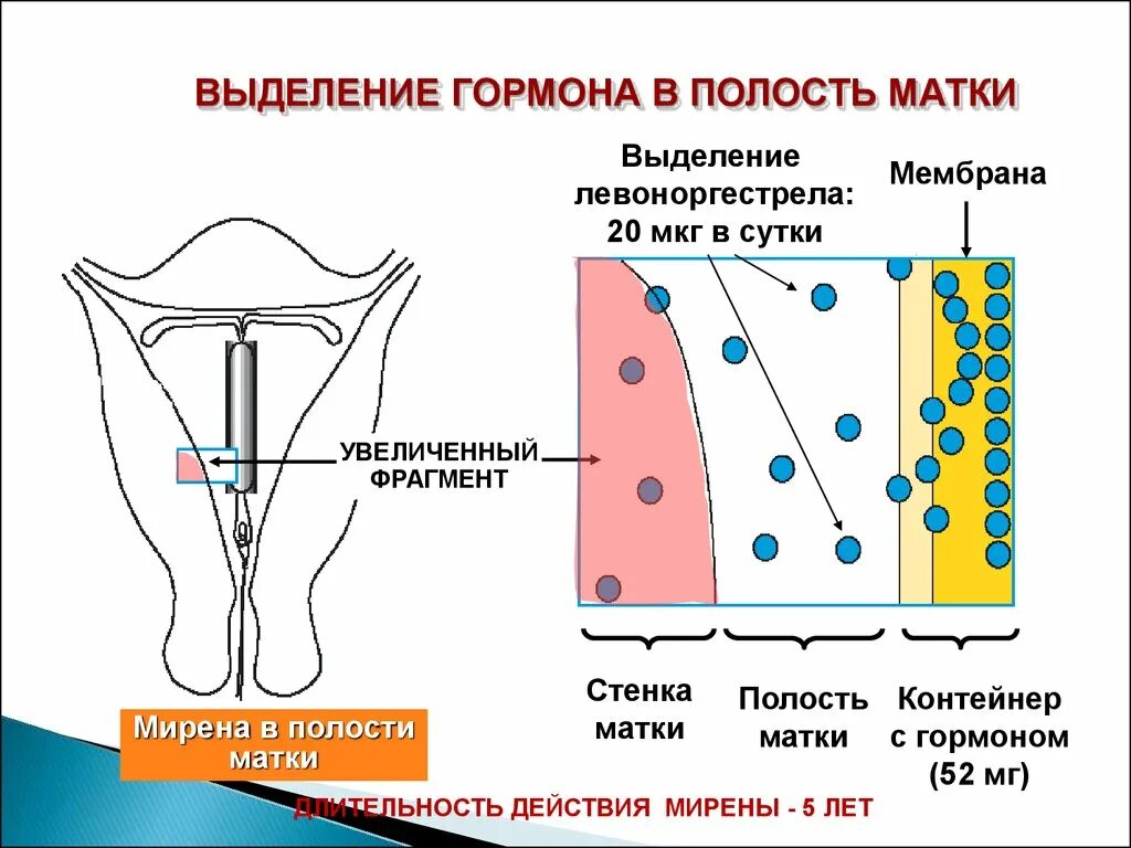 Гормон влияющий на матку. Гормоны матки. матка выделяет гормоны. гормоны действующие на матку.