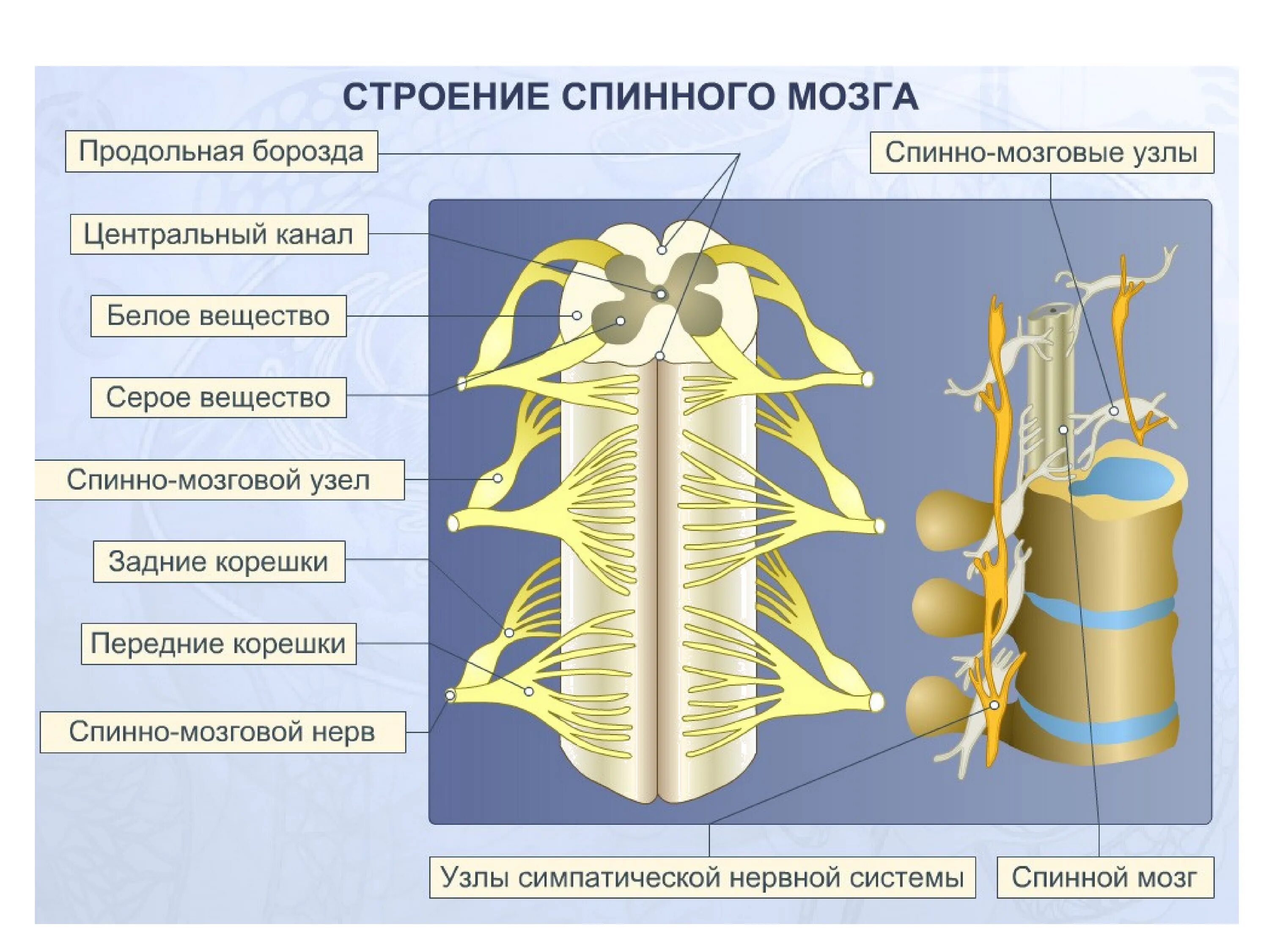 Спинной мозг строение и функции. 2. Строение и функции спинного мозга. Нервная система человека спинной мозг. Строение и функции спинного мозга 8 класс. Какие 2 функции выполняет спинной мозг