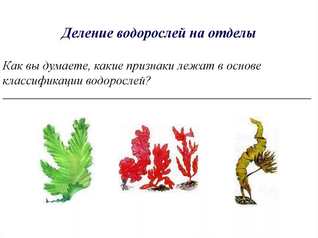 Отделы водорослей биология. Отделы водорослей. Классификация водорослей. Водоросли деление на отделы. Какие признаки лежат в основе классификации водорослей.