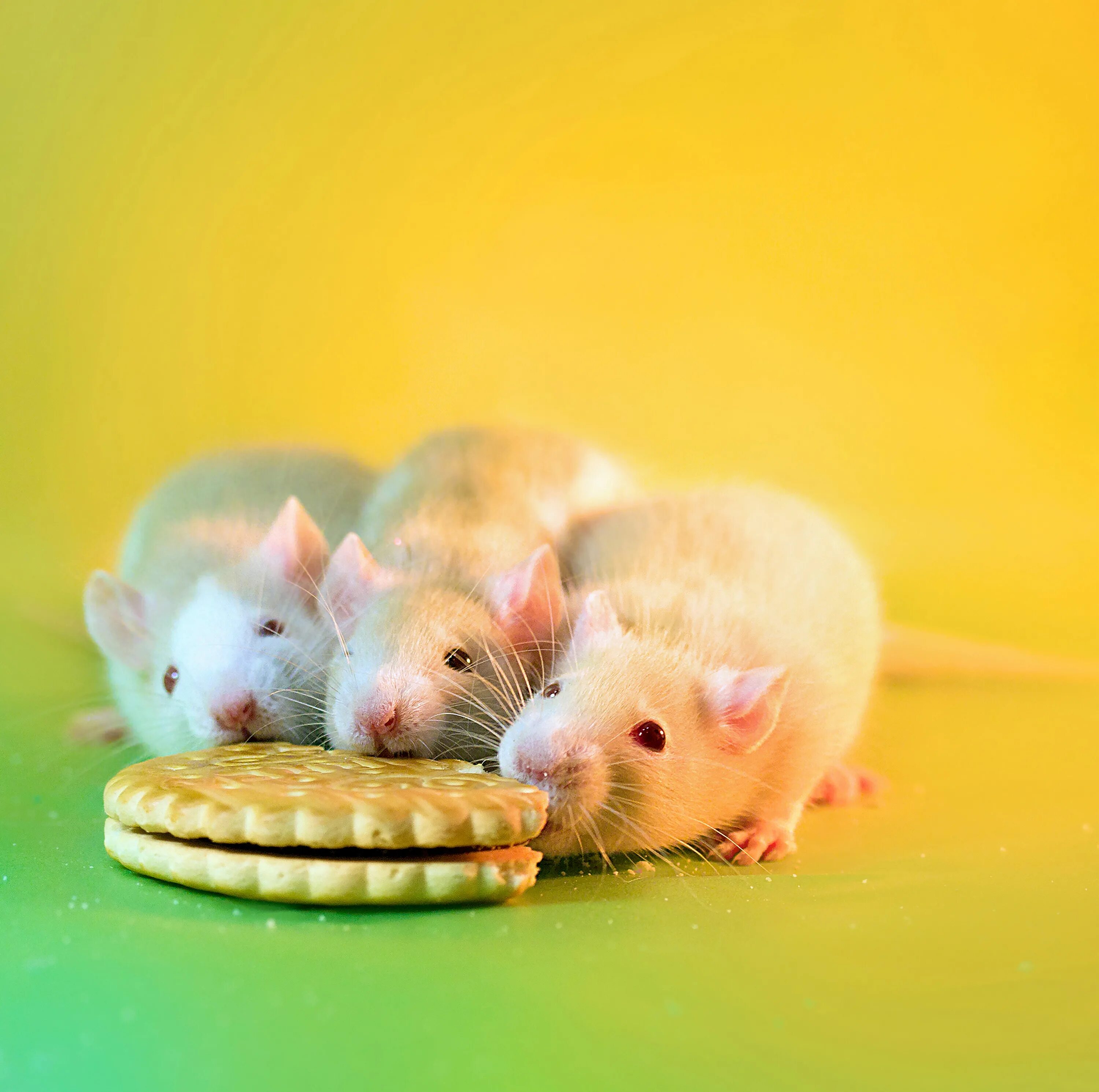 Милые мышки. Милые крыски. Самые красивые и милые крысы. Самая красивая крыса. Мышь мило