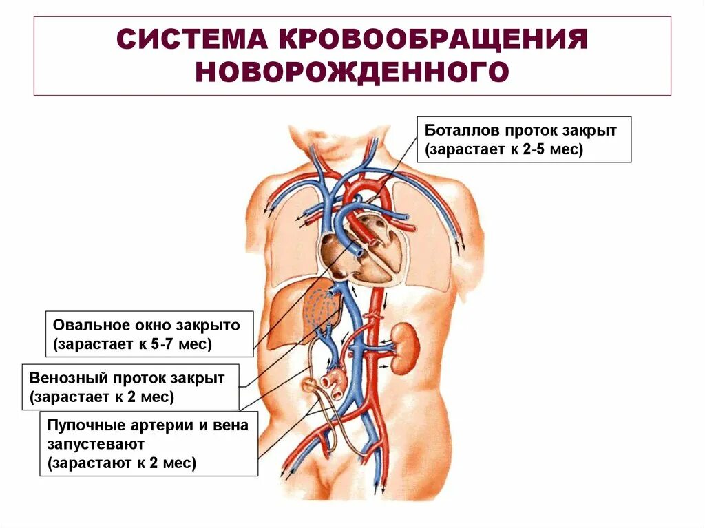 Круги кровообращения новорожденного схема. Афо кровообращения плода и новорожденного. Особенности кровоснабжения новорожденного. Кровеносная система новорожденного ребенка. Гемодинамика у детей