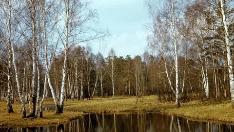 Солнечный тверская область