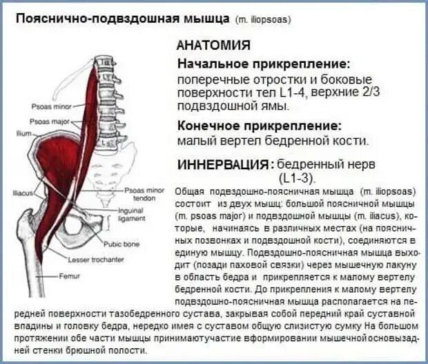 Сильная боль в подвздошной. Подвздошно-поясничная мышца крепление. Подвздошно-поясничная мышца иннервация. Малая поясничная мышца кровоснабжение. Точки крепления подвздошно поясничной мышцы.