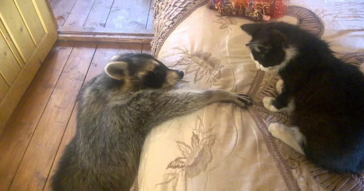 Кот лайк и енотиш. Енот и кот. енот и кошка. енот с котенком. енот с котенком на руках.