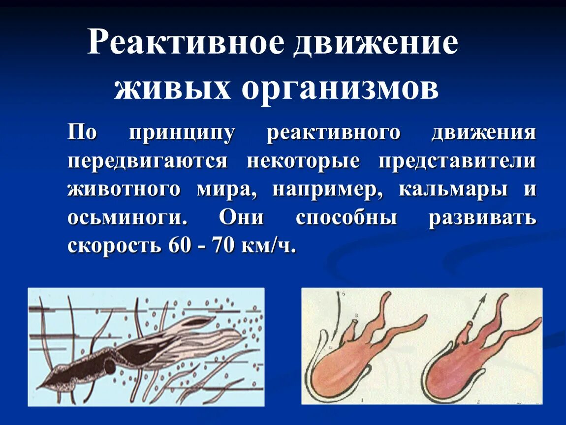 Активное передвижение характерно для. Реактивное движение. Реактивное движение живых организмов. Презентация на тему реактивное движение. Реактивное движение это слайд.