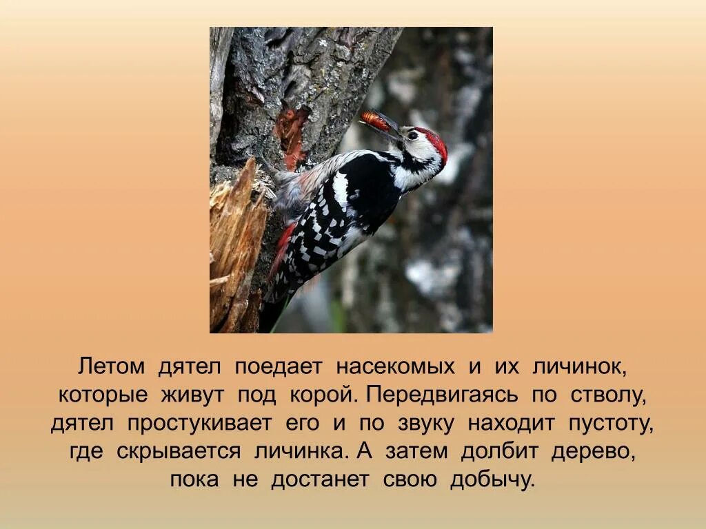 Какие птицы ищут корм под корой деревьев