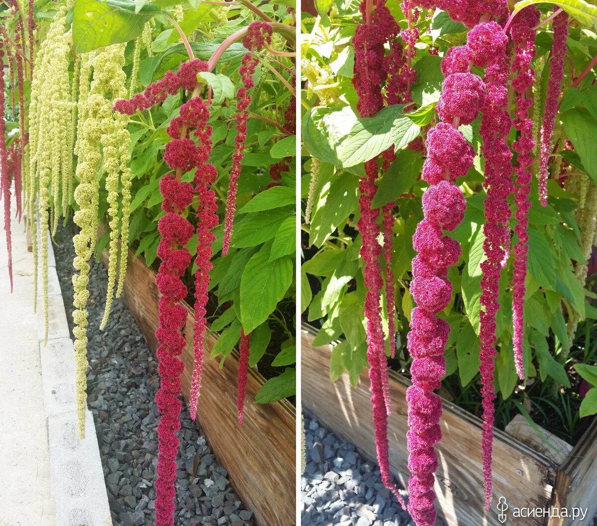 Амарант хвостатый алый. Амарант цветок. Амарант хвостатый алый. Амарант бусы. Амарант хвостатый щирица.