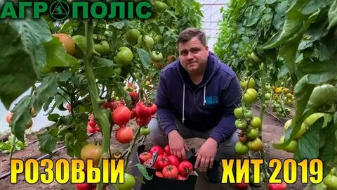 Томаты хиты