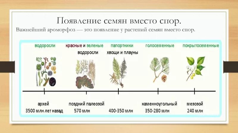 Ароморфозы растений. Примеры ароморфоза у растений. Появление семени у растений. Возникновение семени у растений ароморфоз. Характеристика споры и семени