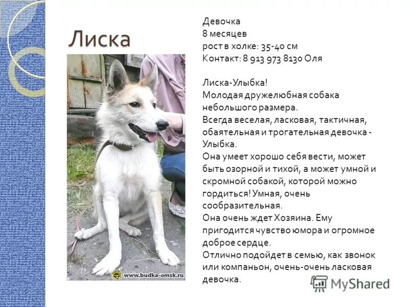 Басенджи стойка. Собака 60 см в холке рядом с человеком. 40 см в холке. 40 см в холке. Как измерить собаку в холке.